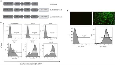 Simultaneous targeting of Tim3 and A2a receptors modulates MSLN-CAR T cell antitumor function in a human cervical tumor xenograft model